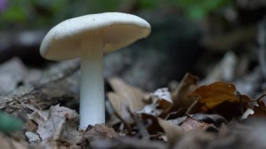 Pluteus petasatus (pullu kalkan) doğal ortamda (Fr. Gillet), bir İngilizce adı yok