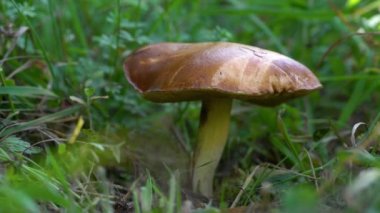 Weeping Bolete in natural ambient (Suillus granulatus)