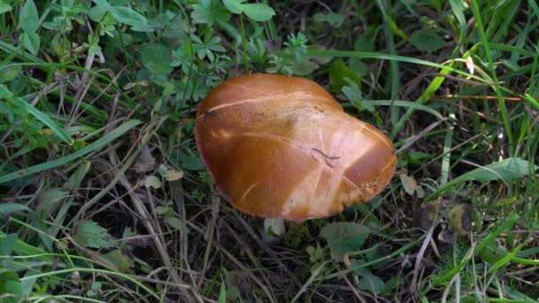 Weeping Bolete Natural Ambient Suillus Granulatus — Stock video