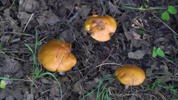 Weeping Bolete Natural Ambient Suillus Granulatus — Vídeo de Stock