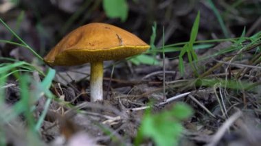Weeping Bolete in natural ambient (Suillus granulatus)