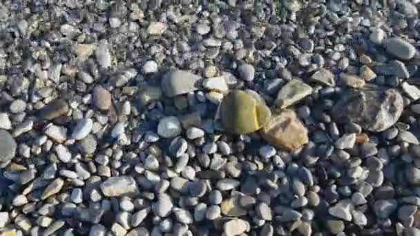 Sea Waves Wash Sandy Beach Adriatic Herceg Novi Montenegro — Video Stock