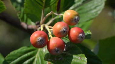 Whitebeam meyve seti, olgunlaşma (Sorbus aryası)