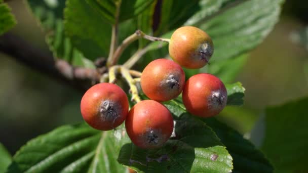 Conjunto Frutas Viga Blanca Maduración Sorbus Aria — Vídeos de Stock