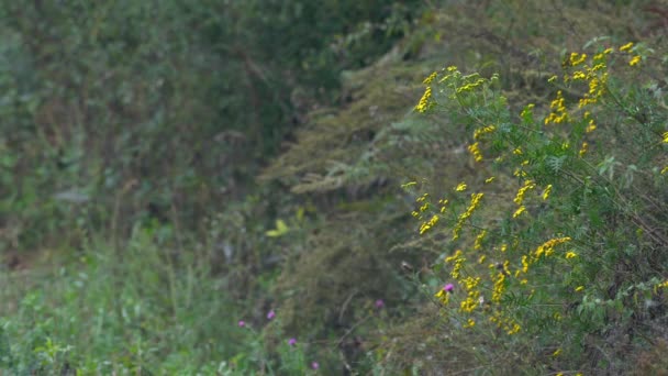Tansy Ligera Brisa Floración Tanacetum Vulgare — Vídeos de Stock
