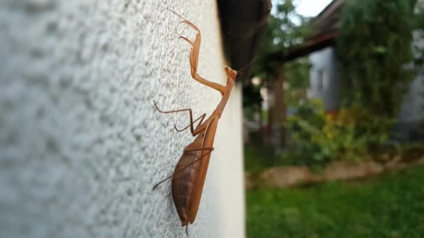 European Mantis Facade Building Female Mantis Religiosa — Stockvideo