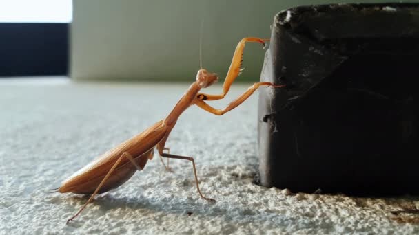 European Mantis Facade Building Female Mantis Religiosa — Stockvideo