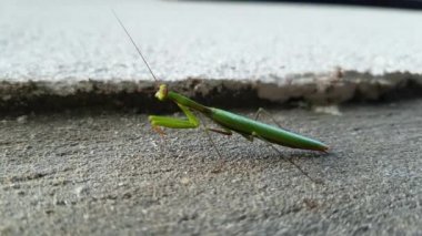 European Mantis on wall of the building, male (Mantis religiosa)