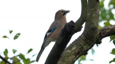 Avrasyalı Jay ağaçta dikkatlice izler (Garrulus glandarius)