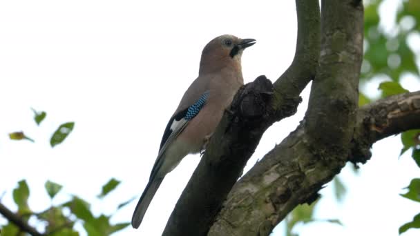 Eurasien Jay Montres Soigneusement Sur Arbre Garrulus Glandarius — Video