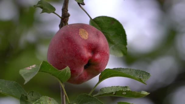 Organic Apple Branch Ripening — Stockvideo