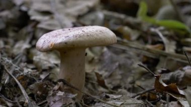 Doğal ortamda ak Milkcap (Lactarius quietus)