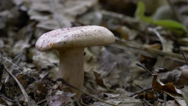 Milkcap Природному Середовищі Lactarius Quietus — стокове відео