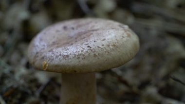 Doğal ortamda meşe sütlüğü (Lactarius quietus)