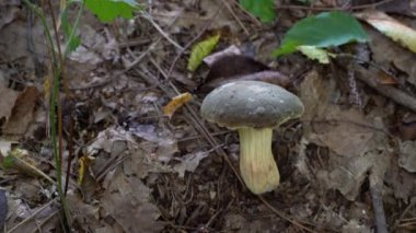 Bolete Körfezi doğal ortamda (Imleria badia)