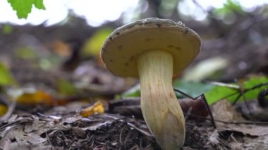 Bolete Körfezi doğal ortamda (Imleria badia)