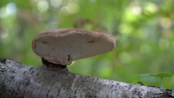 Bétula Polypore Ambiente Natural Fomitopsis Betulina — Vídeo de Stock