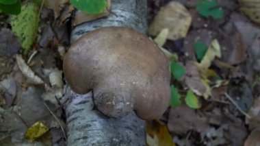 Doğal ortamda Birch Polypore (Fomitopsis betulina)