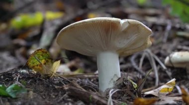Doğal ortamda Çimen Yeşil Russula (Russula aeruginea))
