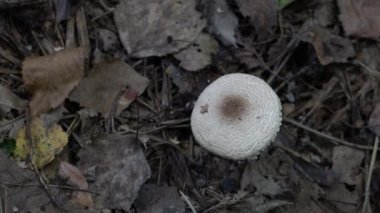 Doğal ortamda Kalkan Dapperling (Lepiota clypeolaria)