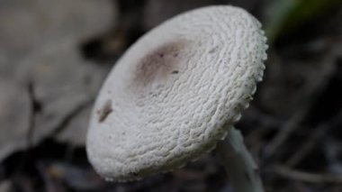 Doğal ortamda Kalkan Dapperling (Lepiota clypeolaria)