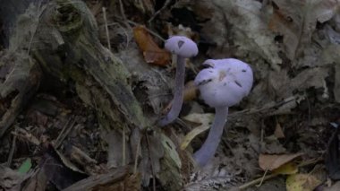 Doğal ortamda Ametist Düzenbaz (Laccaria amethystina)