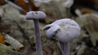 Doğal ortamda Ametist Düzenbaz (Laccaria amethystina)