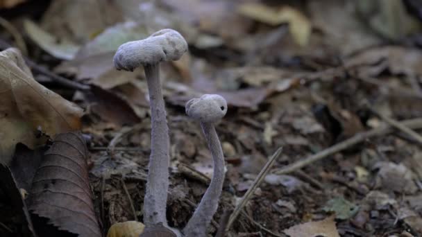 Ametyst Oszust Środowisku Naturalnym Laccaria Amethystina — Wideo stockowe