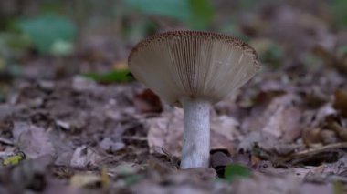 Doğal ortamda yengeç brittlegill (Russula xerampelina)