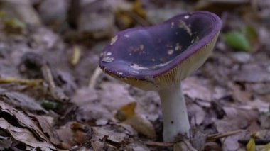 Doğal ortamda yengeç brittlegill (Russula xerampelina)