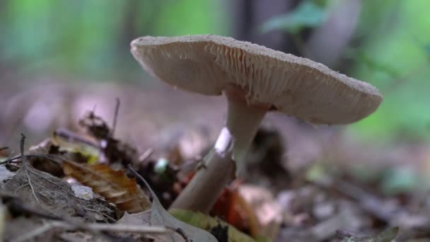 Parasol Houby Přírodním Prostředí Spadlý Kruh Macrolepiota Procera — Stock video