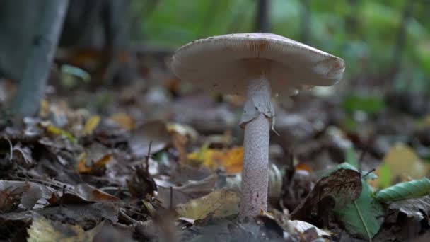 Napernyő Gomba Természetes Környezetben Elesett Gyűrű Macrolepiota Procera — Stock videók