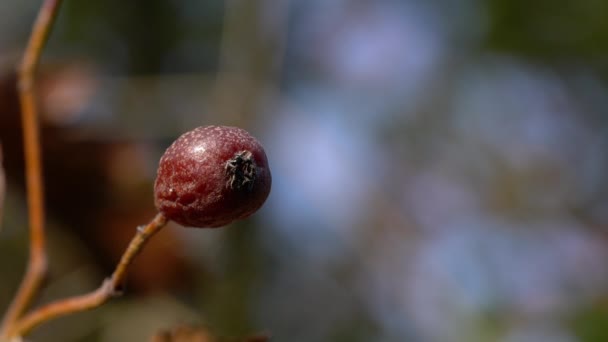 Wild Service Tree Спелые Плоды Осень Sorbus Torminalis — стоковое видео