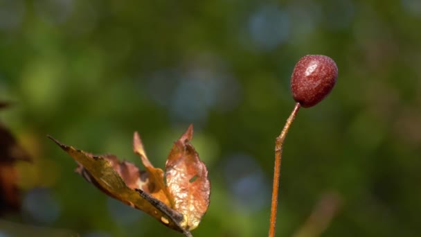 Árbol Servicio Silvestre Frutas Maduras Otoño Sorbus Torminalis — Vídeos de Stock