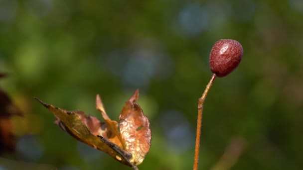 Árbol Servicio Silvestre Frutas Maduras Otoño Sorbus Torminalis — Vídeo de stock