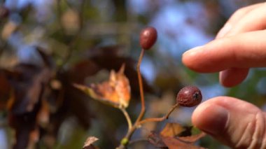 Vahşi hizmet ağacı, olgun meyveler, sonbahar (Sorbus torminalis)