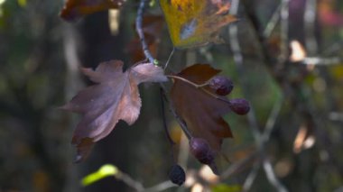 Vahşi Servis Ağacı, olgun meyveler, sonbahar, toplama (Sorbus torminalis)