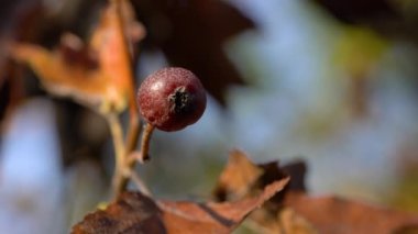 Vahşi hizmet ağacı, olgun meyveler, sonbahar (Sorbus torminalis)