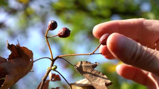 Wild Service Tree Спелые Фрукты Осень Сбор Sorbus Torminalis — стоковое видео