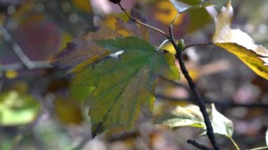 Vahşi Servis Ağacı, sonbahar yaprakları (Sorbus torminalis)