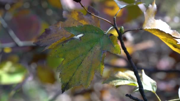 Albero Servizio Selvatico Foglie Autunnali Sorbus Torminalis — Video Stock