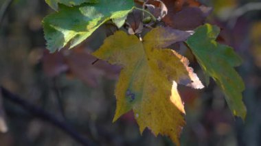 Vahşi Servis Ağacı, sonbahar yaprakları (Sorbus torminalis)