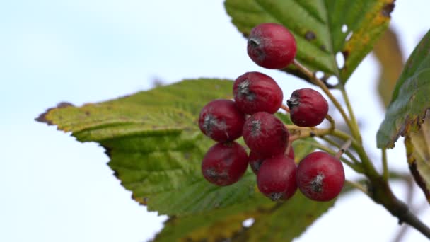 Whitebeam Fruit Set Спелые Осень Sorbus Aria — стоковое видео