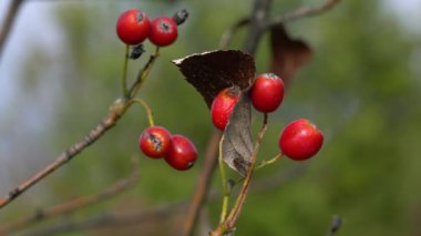 Whitebeam Meyve Seti, Olgun, Sonbahar (Sorbus aryası)