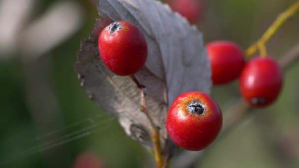 Whitebeam Fruit Set Спелые Осень Sorbus Aria — стоковое видео