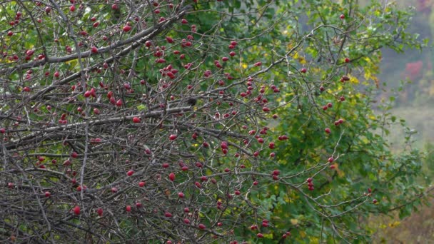 Krzew Dojrzałych Rose Hips Jesiennym Kolorze Lekkim Wietrze — Wideo stockowe