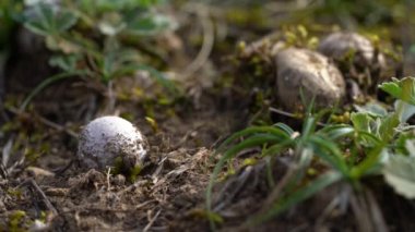 Young Giant Puffball in natural ambient (Calvatia gigantea)