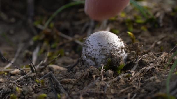 Νέοι Giant Puffball Φυσικό Περιβάλλον Calvatia Gigantea — Αρχείο Βίντεο
