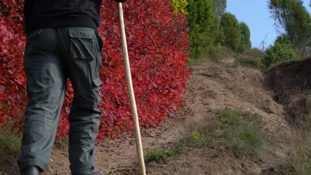 Гірський Турист Проходить Повз Кущі Дерева Смоук Восени Cotinus Coggygria — стокове відео