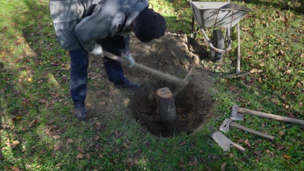 Manually Digging Root Fruit Tree Garden — Stock Video